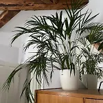 Suesse In Gruenderzeitvilla Bad Harzburg